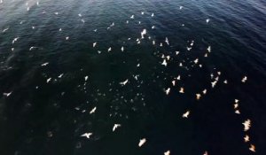 Magnifique. Il filme un banc de poissons survolé par des goélands dans le golfe de Saint-Tropez