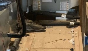 États-Unis : un ouvrier découvre un alligator vivant dans le grenier d'une maison