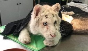 Un petit tigre blanc “dans un état terrible” retrouvé sous une poubelle