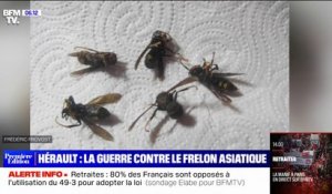 Dans l'Hérault, cette mairie distribue des pièges pour lutter contre les frelons asiatiques