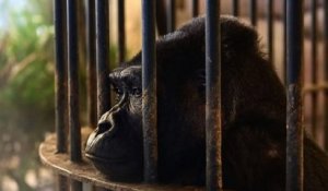 « Libérez Bua Noi ! », les militants animalistes demandent la libération d'une gorille en captivité depuis 30 ans dans un centre commercial en Thaïlande