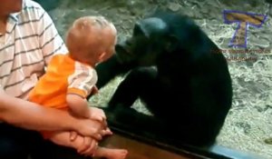 Cute animals kissing babies - Funny animal & baby compilation (2)