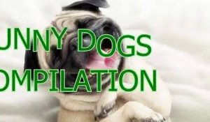 Best funny and cute dog videos compilation 2014