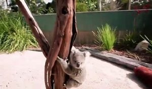 The moment this baby koala climbs up and cuddles cameraman