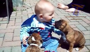 Funny babies annoying dogs   Cute dog & baby compilation (2)