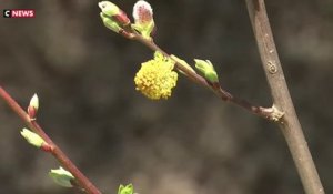 Le retour des allergies au pollen