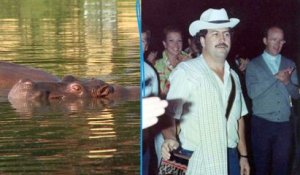 Devenus trop invasifs, les hippopotames de Pablo Escobar déménagent au Mexique