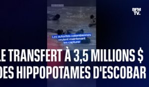 Colombie: 3,5 millions de dollars pour expulser 70 hippopotames de Pablo Escobar