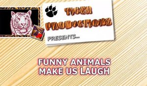 Funny ANIMALS make us laugh - Funny animal compilation