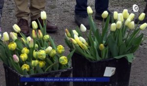 Reportage - 100 000 tulipes pour le cancer