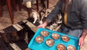 Il nourrit ses chats vraiment bien disciplinés