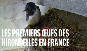 Les premiers œufs des hirondelles en France