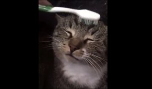 Drôle : ce chat se relaxe avec une brosse à dent