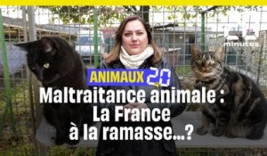 Animaux 2.0 : Maltraitance animale, la France n'en fait pas assez ?