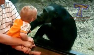 Cute animals kissing babies   Funny animal & baby compilation