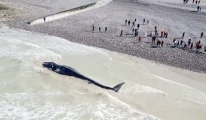 Deux baleines retrouvées mortes sur les côtes normandes