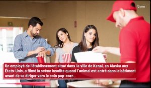 Un élan s’invite dans un cinéma et mange du pop-corn !