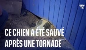 Texas: ce chien a été sauvé des décombres après une tornade