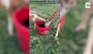 Cette girafe et ce mini poney sont meilleurs amis