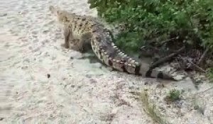 Quand un crocodile énorme surgit sur une plage sous les yeux des touristes