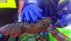 Pêche au homard : début de saison exceptionnelle pour certains secteurs