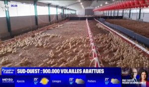 Grippe aviaire: 900.000 volailles abattues dans le sud-ouest
