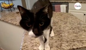 Il entend son chat miauler, n'en croit pas ses oreilles et sort sa caméra (Vidéo)