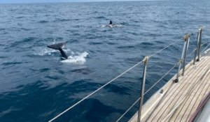 « Une heure sous les coups de boutoir » : la frayeur du skipper Sébastien Destremau attaqué par un groupe d'orques