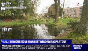 Le moustique tigre est désormais présent partout en France