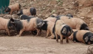 Ramuntxo Ibarburu, éleveur de porcs Kintoa à Urrugne