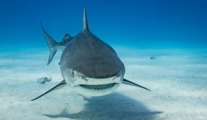 Un touriste russe dévoré par un requin-tigre, l'animal battu à mort par les habitants