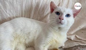 Ce jeune chat a des yeux bleus sensationnels, et pourtant, il ne trouve pas de famille à cause de sa surdité