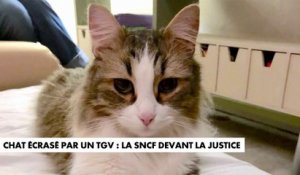 Chat coupé en deux par un TGV à Paris : la SNCF face à la justice ce lundi