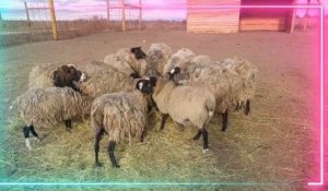 Algérie : ALVIAR « Enfin des moutons à des prix abordables »