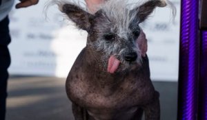 États-Unis : voici Scooter, le chien « le plus laid du monde »