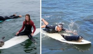 Californie : un adorable bébé phoque saute sur les planches des surfeurs, sous le regard amusé des baigneurs