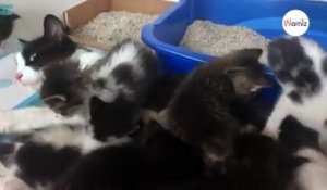 Cette chatte errante a mis au monde 11 chatons  en l'examinant, un détail surprend les volontaires