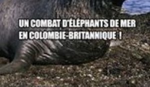 Un combat d'éléphant de mer en Colombie-Britannique au Canada !