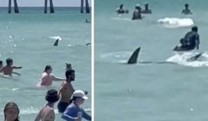 Floride : un requin aperçu à proximité des baigneurs sème un vent de panique sur une plage