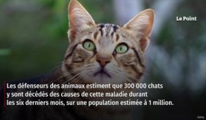 Chypre : 300 000 chats tués par la mutation d’un coronavirus félin