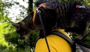 Ce chat star sur les réseaux suit sa famille partout : randonnée, vélo, balade sur la plage, rien ne l'arrête (vidéo)