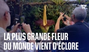 La plus grande fleur du monde vient d'éclore à Nancy