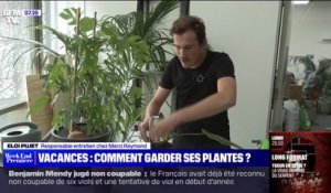 Comment maintenir ses plantes en vie, si vous partez en vacances?