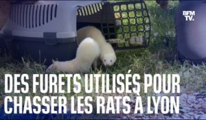 Des furets utilisés pour chasser les rats à Lyon