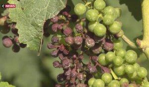 Agriculture : le mildiou frappe durement le vignoble bordelais