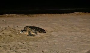 Une tortue marine est venue pondre sur une plage varoise ce week-end