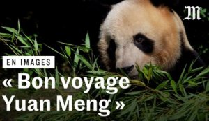 Les images du départ vers la Chine de Yuan Meng, le panda de Beauval