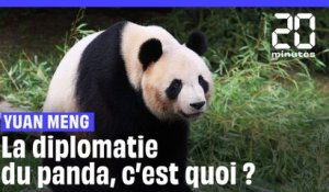 Départ du panda Yuan Meng en Chine : On vous explique la « diplomatie du panda »