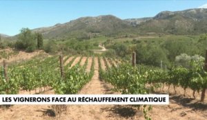 Réchauffement climatique : les vignerons s'adaptent