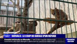 "Une mode folle et illégale" : le coup de gueule d'un refuge animalier contre le nombre de servals acquis par des particuliers, puis abandonnés